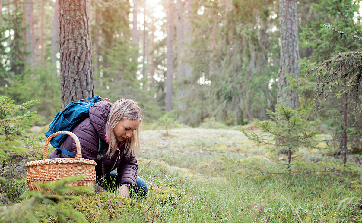 Flicka som plockar svamp i skogen 
